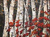 Sleeping Canvas Paintings - Sleeping Maple
